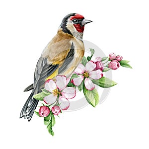 Goldfinch bird with spring apple flowers. Watercolor illustration. Hand drawn realistic garden bird springtime image