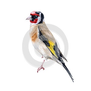 Goldfinch bird watercolor illustration. Hand drawn close up beautiful finch with black and yellow feathers. Goldfinch european son