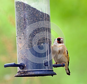 Goldfinch on Birdfeeder