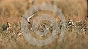 Goldfinch birds in field