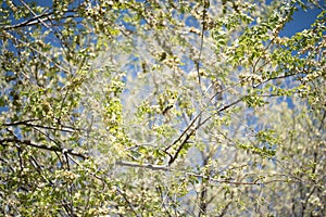 Goldfinch on Blossoming Branches in Spring