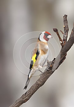 Goldfinch on the branch
