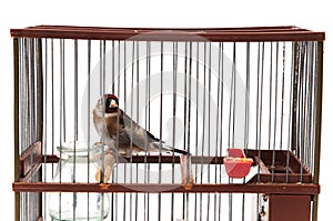 Goldfinch in a cage