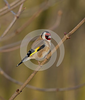 Goldfinch
