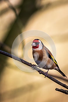 Goldfinch Carduelis carduelis