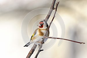 Goldfinch, carduelis carduelis photo