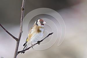 Goldfinch, carduelis carduelis photo