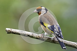 Goldfinch Carduelis carduelis
