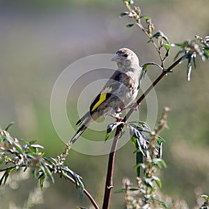 Goldfinch, Carduelis carduelis