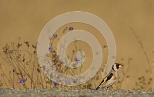 Goldfinch  Carduelis carduelis