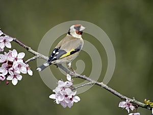 Goldfinch, Carduelis carduelis