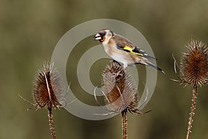 Goldfinch, Carduelis carduelis