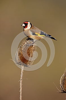 Goldfinch, Carduelis carduelis