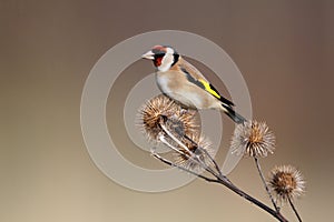 Goldfinch, Carduelis carduelis