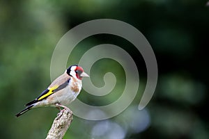 Goldfinch Carduelis Carduelis