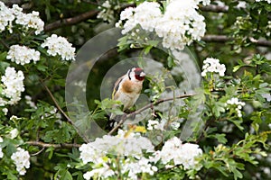 Goldfinch Carduelis Carduelis on Branch