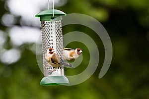 Goldfinch Carduelis Carduelis on Feeder