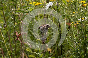 Goldfinch & x28;Carduelis carduelis& x29; feeding on knapweed & x28;Centaurea n