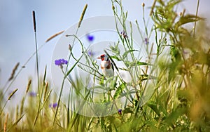 Goldfinch Carduelis carduelis feeding on teasel . Colourful male bird in the finch family. hidden in the grass