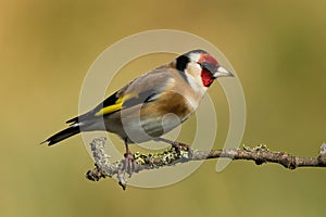 Goldfinch photo