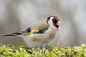 Goldfinch - Carduelis carduelis, looking for food, plumage and colors