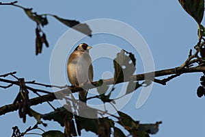 Goldfinch  Carduelis carduelis  perched on branch through soft focus leaves