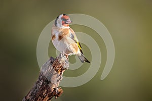 Goldfinch Carduelis carduelis perched on the endf a twig