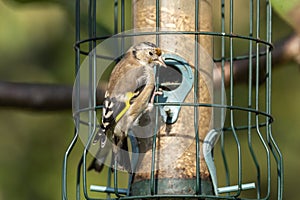 Goldfinch Carduelis carduelis perched feeding on a bird feeder
