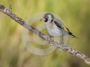 Goldfinch, Carduelis carduelis, perched on his perch photo