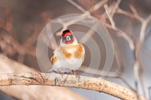 Goldfinch, Carduelis carduelis, perched on wooden perch with blurred natural background photo