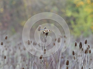 A goldfinch (Carduelis carduelis) rests on cardoons (Dipsacus) in autumn