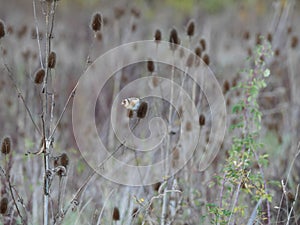 Goldfinch (Carduelis carduelis) sits on cardoons (Dipsacus) in autumn near Würzburg and pick out the seeds