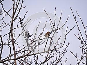 Goldfinch (Carduelis carduelis) sitting on a tree
