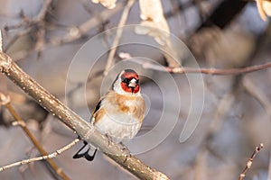 Goldfinch, Carduelis carduelis, perched on wooden perch with blurred natural background photo