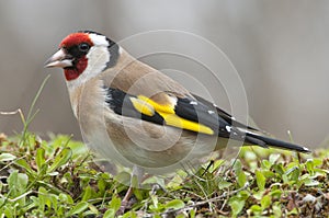 Goldfinch - Carduelis carduelis, portrait looking for food, plumage and colors photo