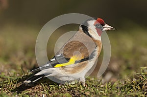 Goldfinch - Carduelis carduelis, looking for food, plumage and colors photo