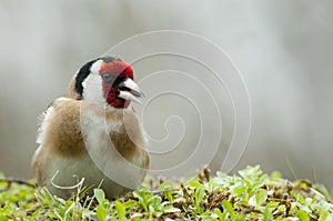 Goldfinch - Carduelis carduelis, looking for food, plumage and colors photo