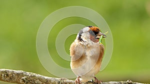 Goldfinch with a caterpillar in its beak on a branch in a tree in wood in UK