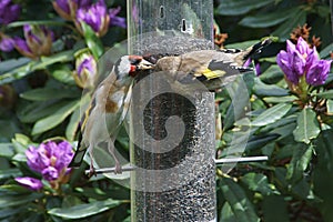 Goldfinch chick fledgeling being fed