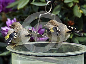 Goldfinch chicks fledgelings
