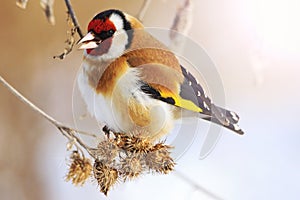 Goldfinch and cold winter with sunny hotspot