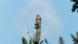 A goldfinch on a coniferous tree branch