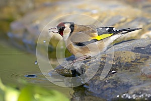 Goldfinch - Pintassilgo - Carduelis carduelis photo