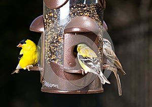 Goldfinch eating from bird feeder