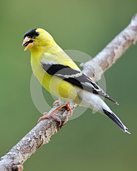 Goldfinch Eating Seeds