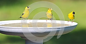 Goldfinch Family Drinking Water at a Bird Bath photo