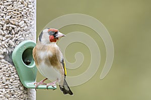 Goldfinch on Feeder Facing into Frame, North Devon, December