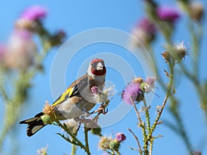 Goldfinch feeding on flower seeds