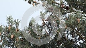 Goldfinch feeding on pine seeds in tree.