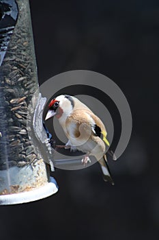 Goldfinch on a feeding station